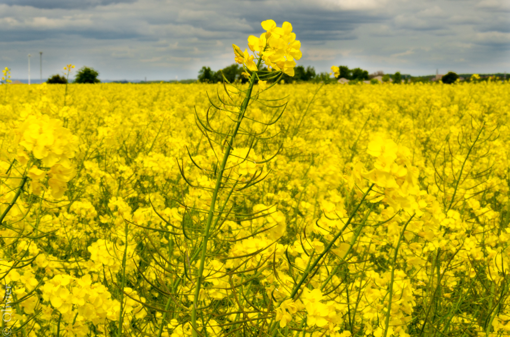 El aceite vegetal puro (AVP), un prometedor combustible ecológico para motores