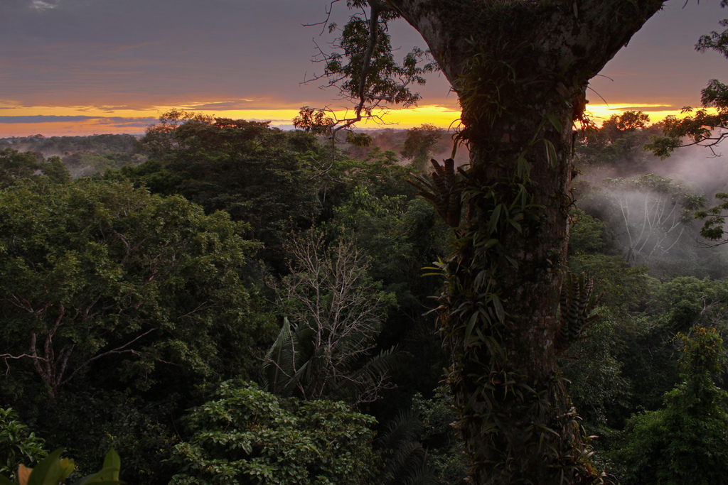 El Banco Mundial pone en peligro la segunda selva ecuatorial del mundo y a su población