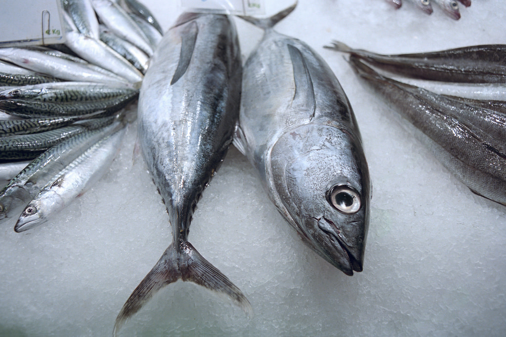 La creciente dependencia de la UE de pescado no europeo