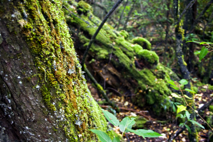 De la naturaleza a los servicios ecosistémicos – una mercantilización de la biodiversidad