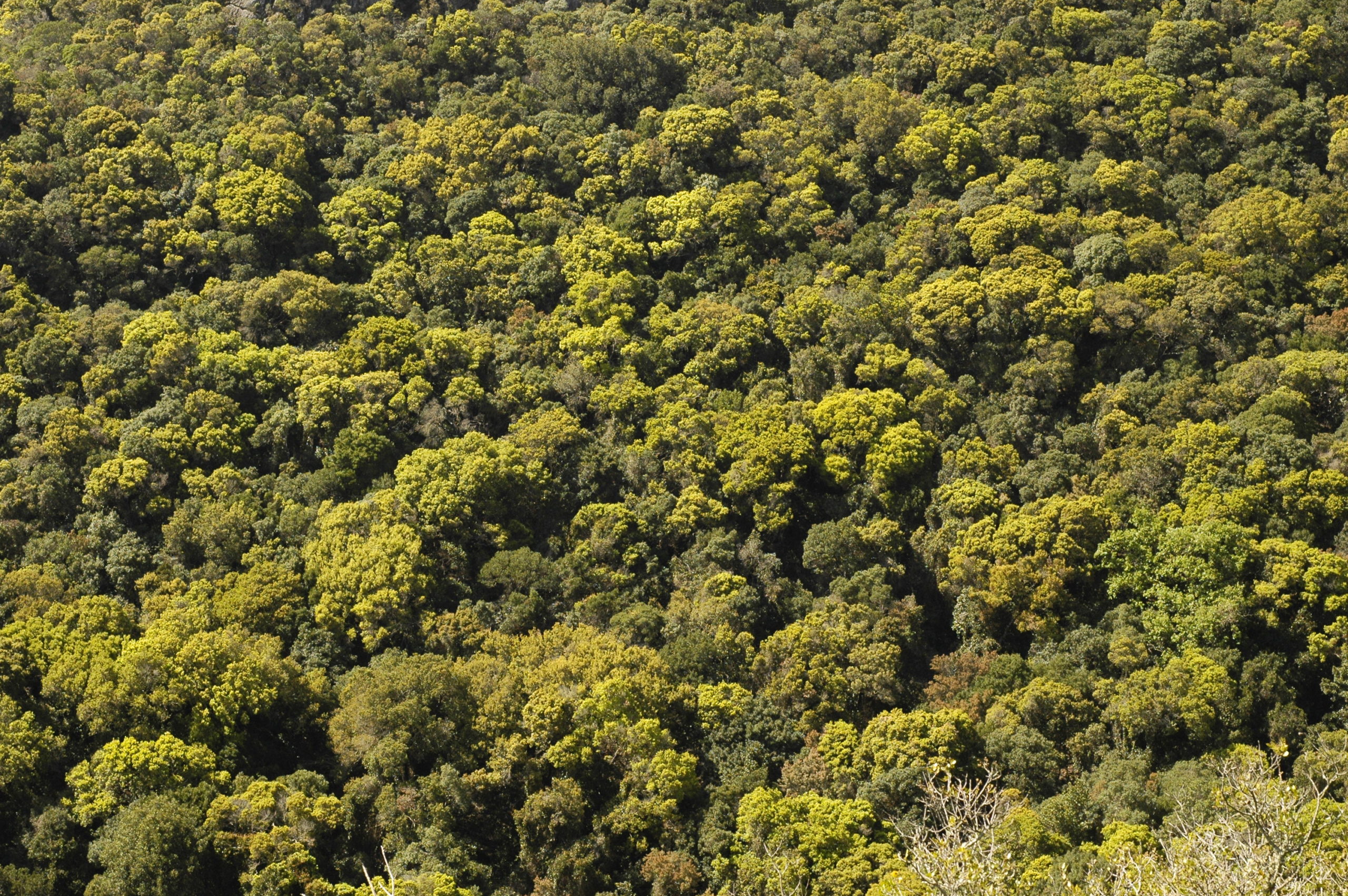 El mecanismo de compensación por pérdida de biodiversidad, ¿una senda hacia la mercantilización de la conservación?