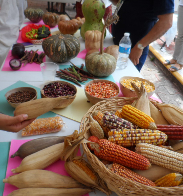 Resistencias agroecológicas en Yucatán, México