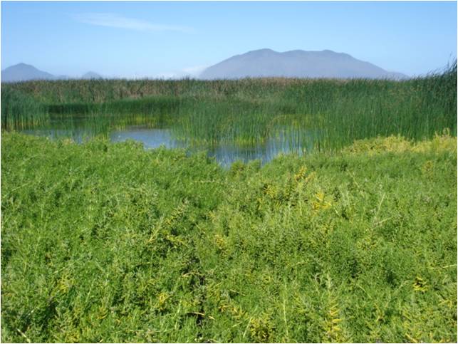 Humedal de «Villa María» hacia una conservación efectiva, Chimbote, Perú