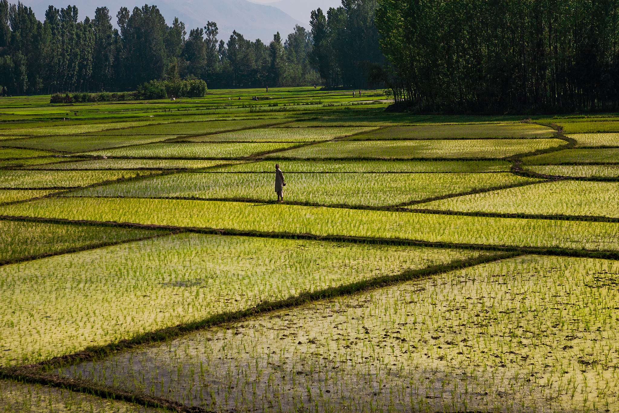 El endeudamiento de los agricultores en la India