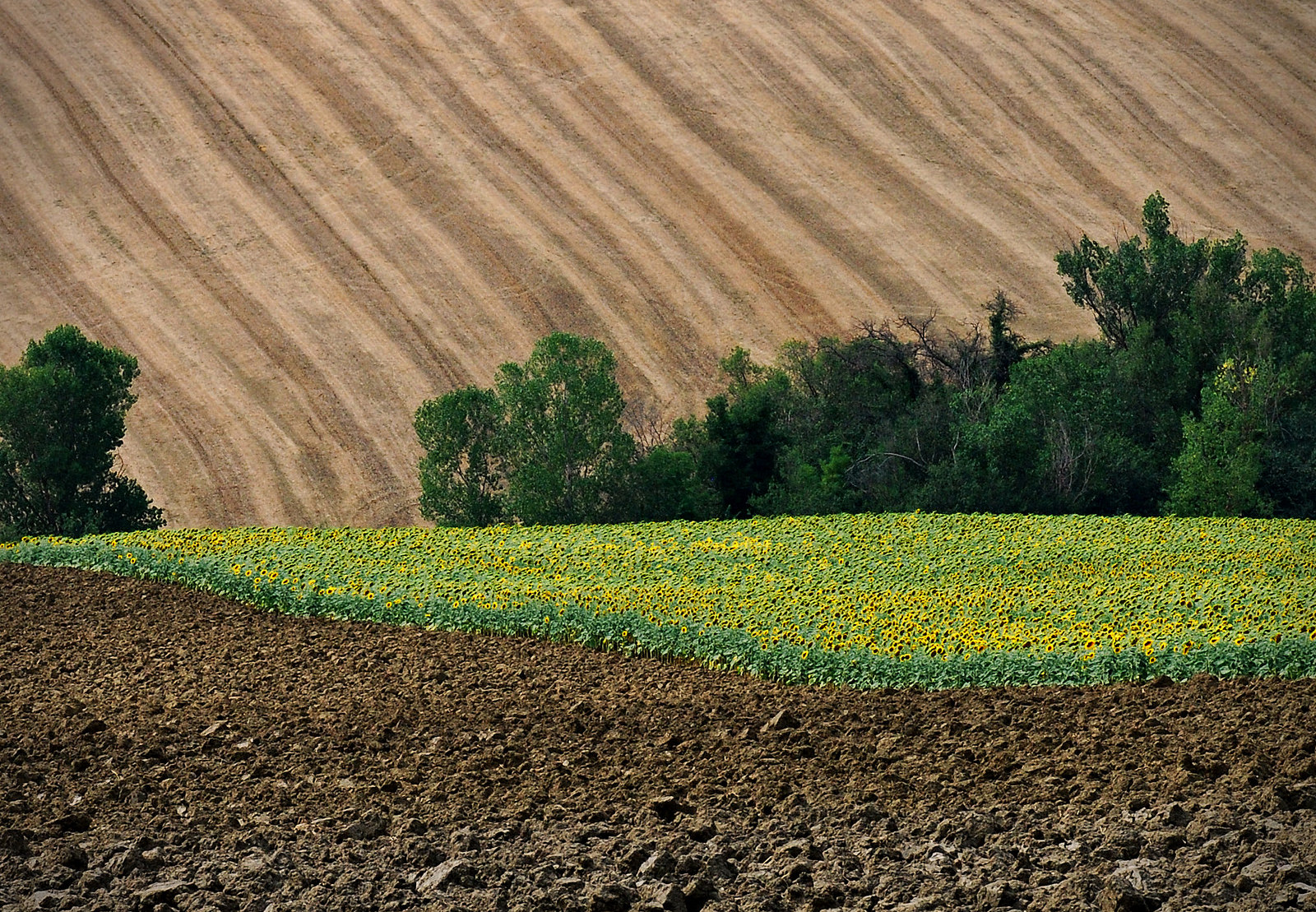 Suelos para una agricultura viva