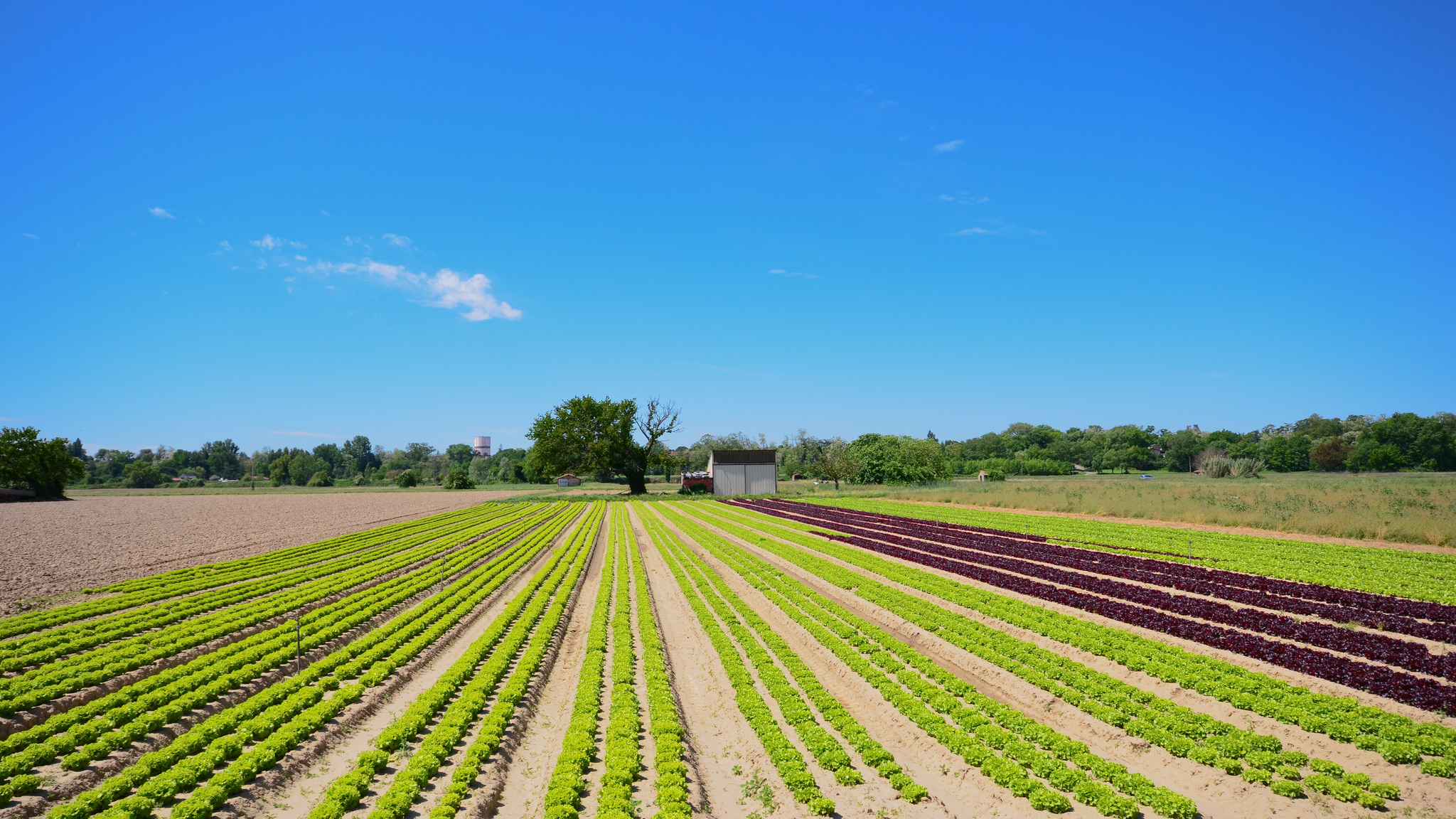Una Política agraria europea (PAC) para el siglo XXI