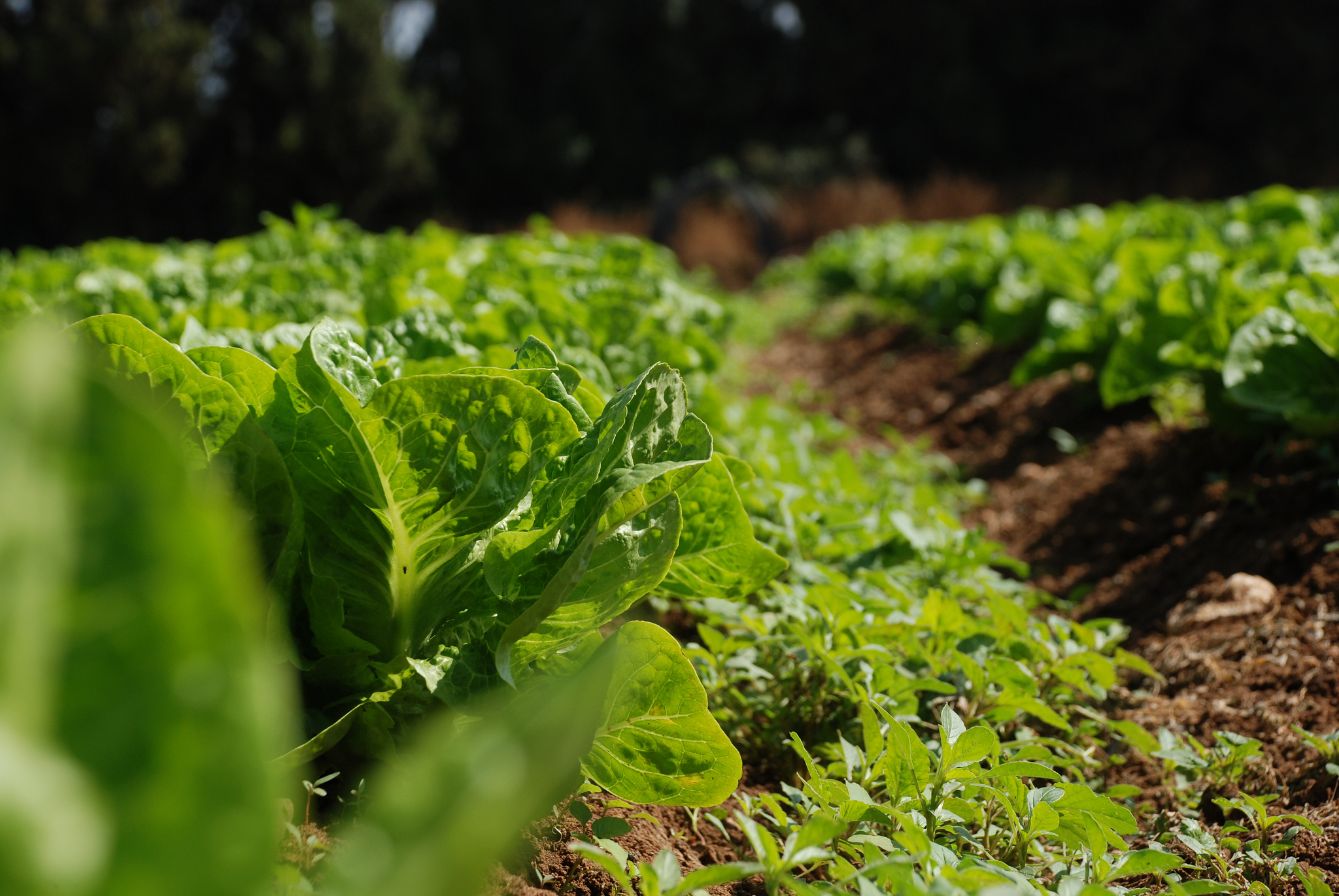 Agroecología, pequeñas fincas y soberanía alimentaria