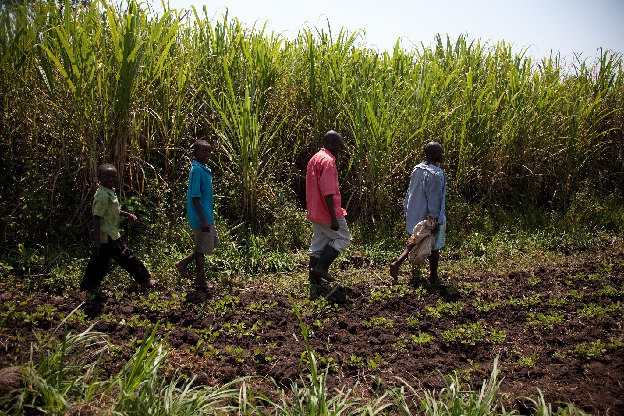 Que coman azúcar. Vida y medios de supervivencia en el delta del Tana, Kenia