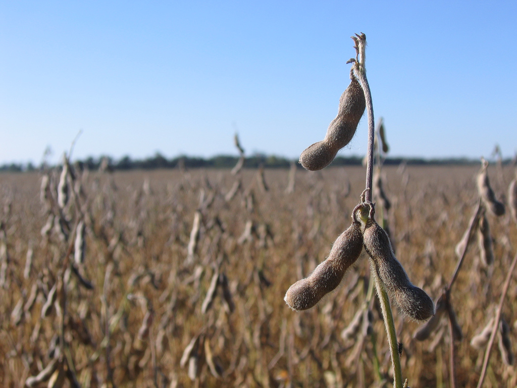 La expansión de los agrotóxicos y los impactos en la salud humana