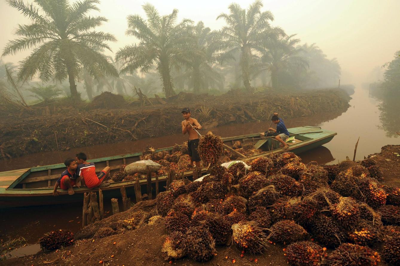 La situación de los biocombustibles en Indonesia. El aceite de palma para el mercado de biodiésel y sus efectos sobre la degradación social y ambiental
