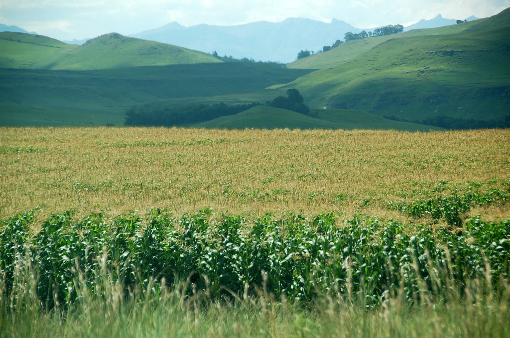 Agrocombustibles en Sudáfrica: el futuro en el platillo de la balanza