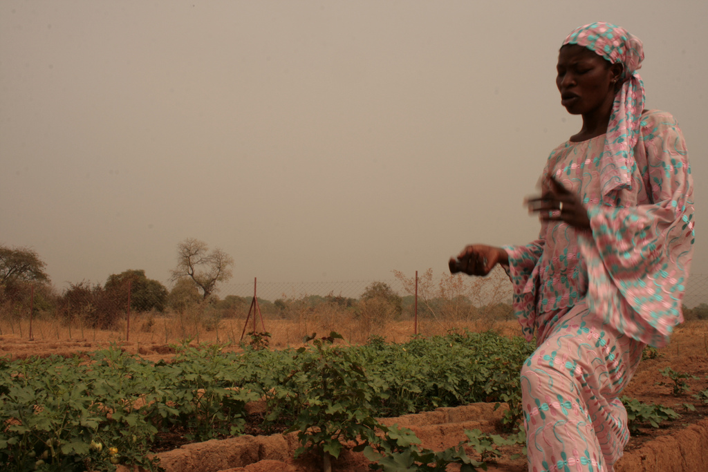 Mali: experimentos con la jatrofa y su importancia para el país