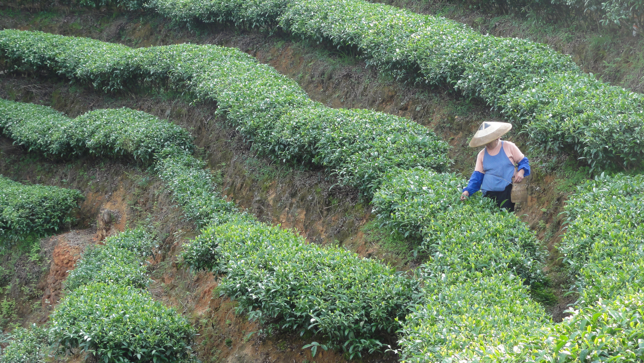 ¿Por qué la China rural es importante para el mundo?