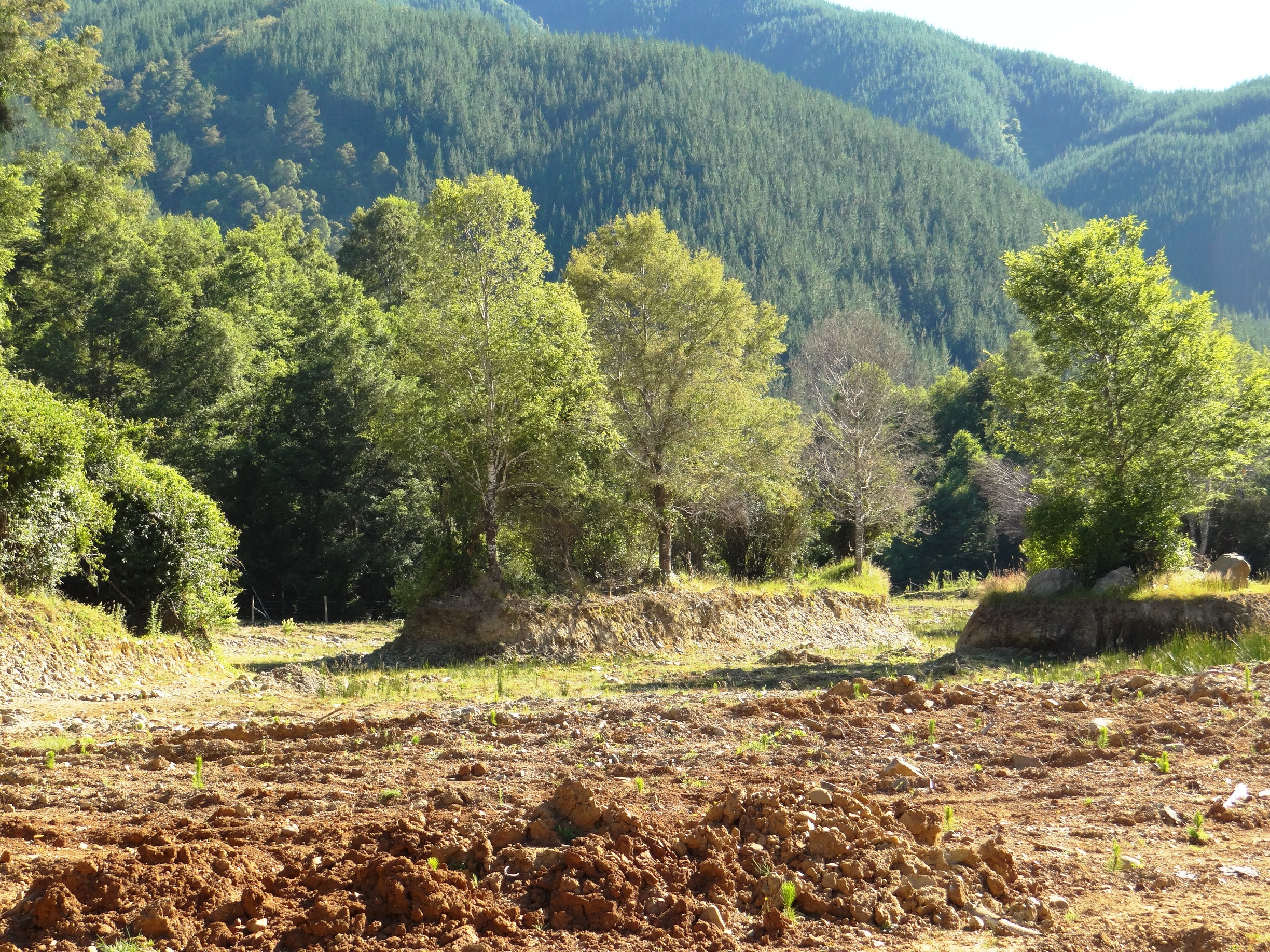 El conflicto forestal en territorio mapuche hoy