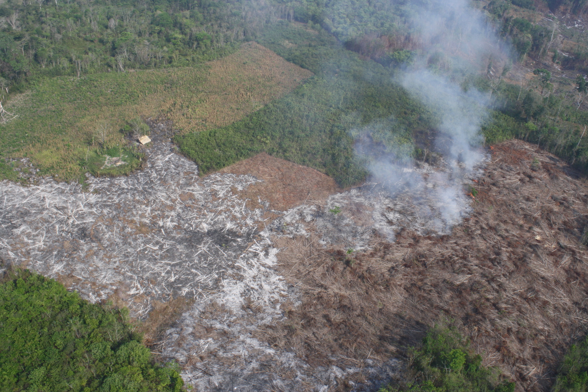 Violencia, incertidumbre y urgencia en la conservación del bosque en Guatemala