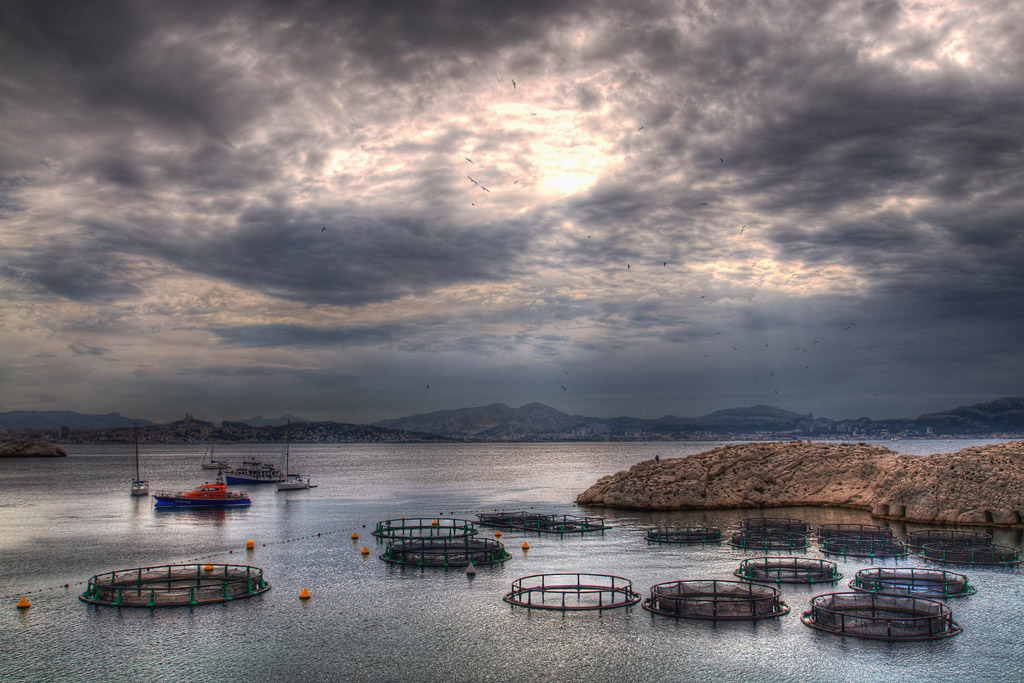 Propuestas de la FAO para impulsar la acuicultura: ¿un modelo sostenible?