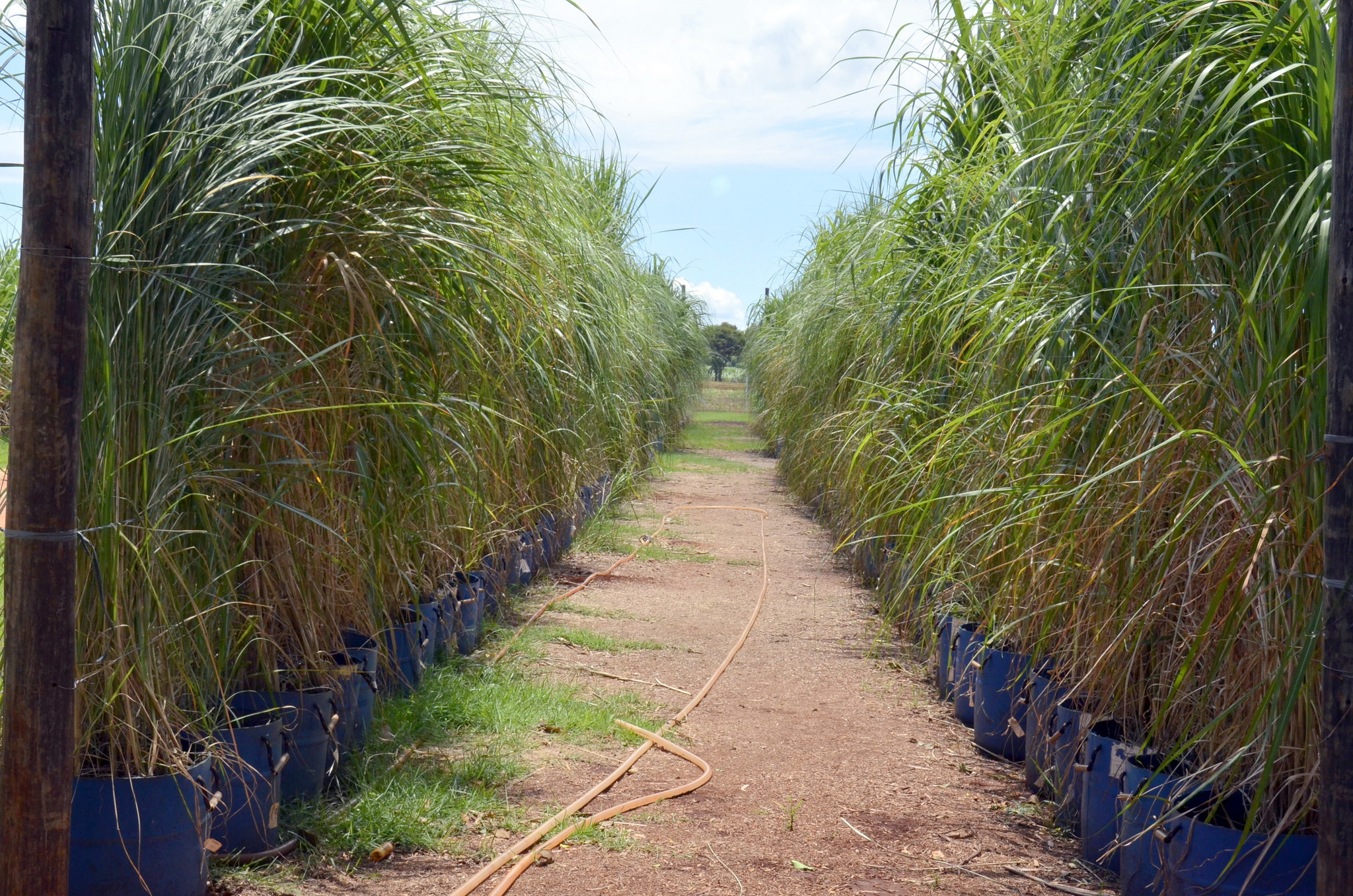 Agroecología en el territorio de la agroindustria de la caña de azúcar: El caso de la región de Ribeirão Preto/SP, Brasil