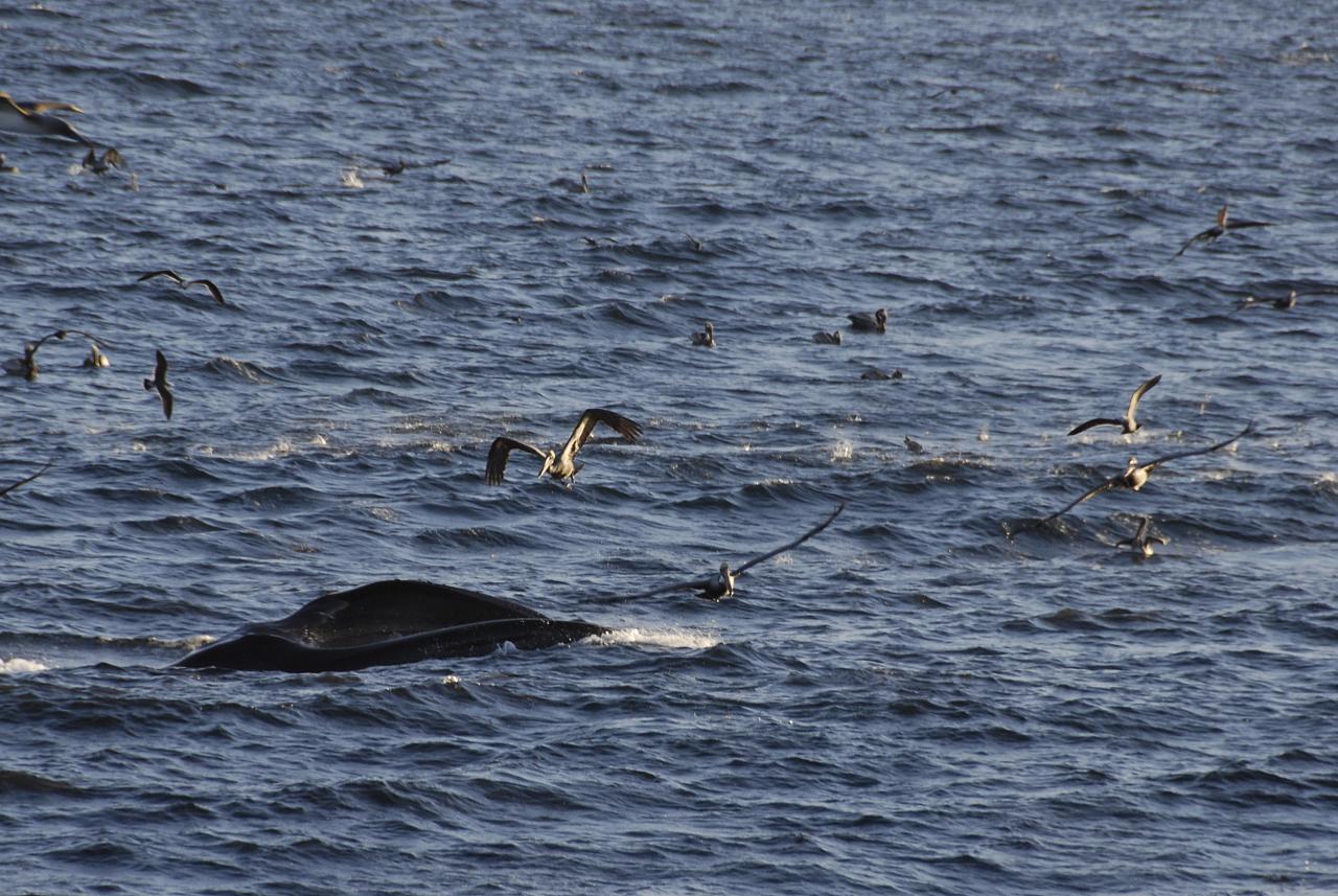 La pesca en el Golfo de México frente a los usos y los abusos del mar