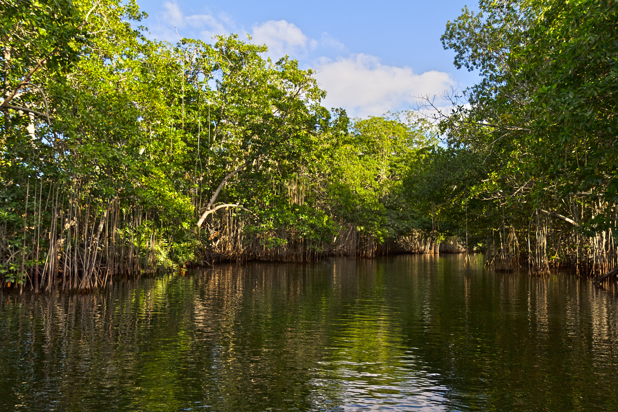 La defensa de los manglares contra la industria camaronera