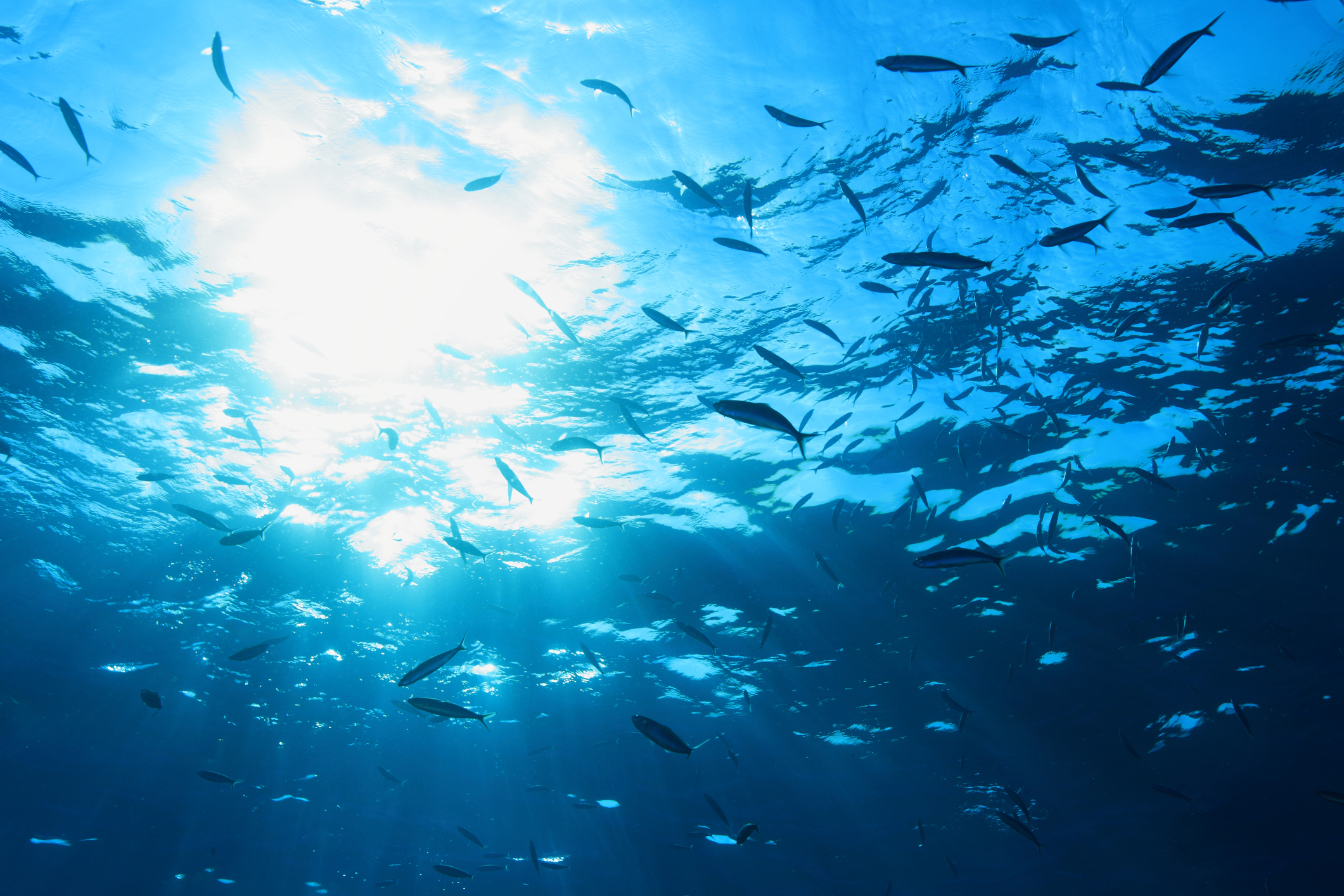 Podría haber más pescado en el mar