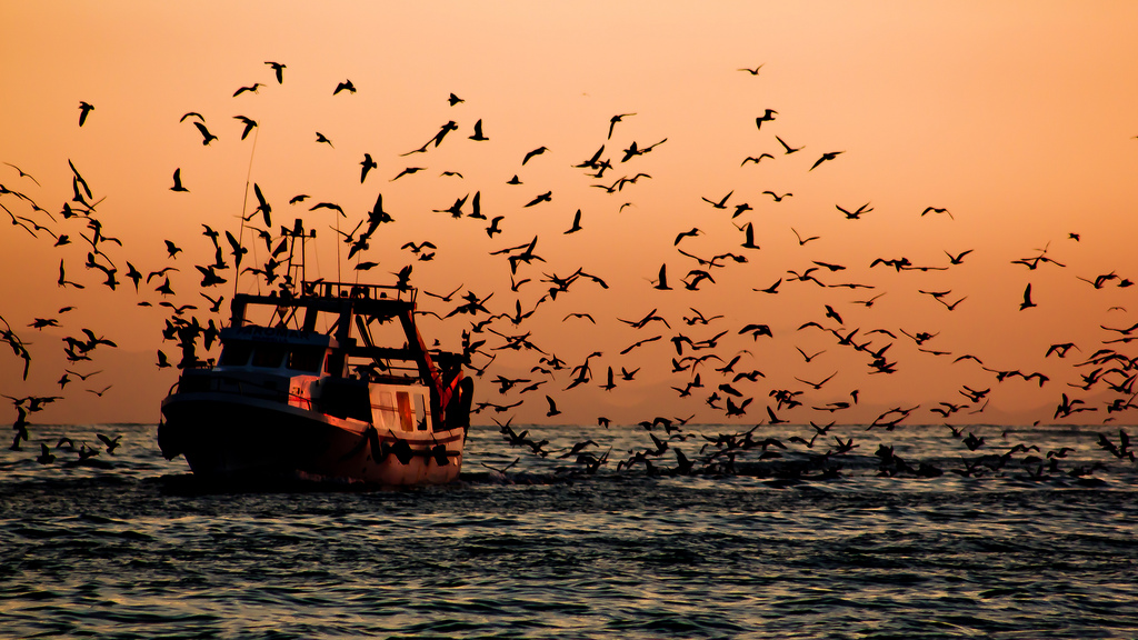 El proyecto Sea around us (El mar que nos rodea): documentar y difundir los efectos de las pesquerías mundiales sobre los ecosistemas marinos