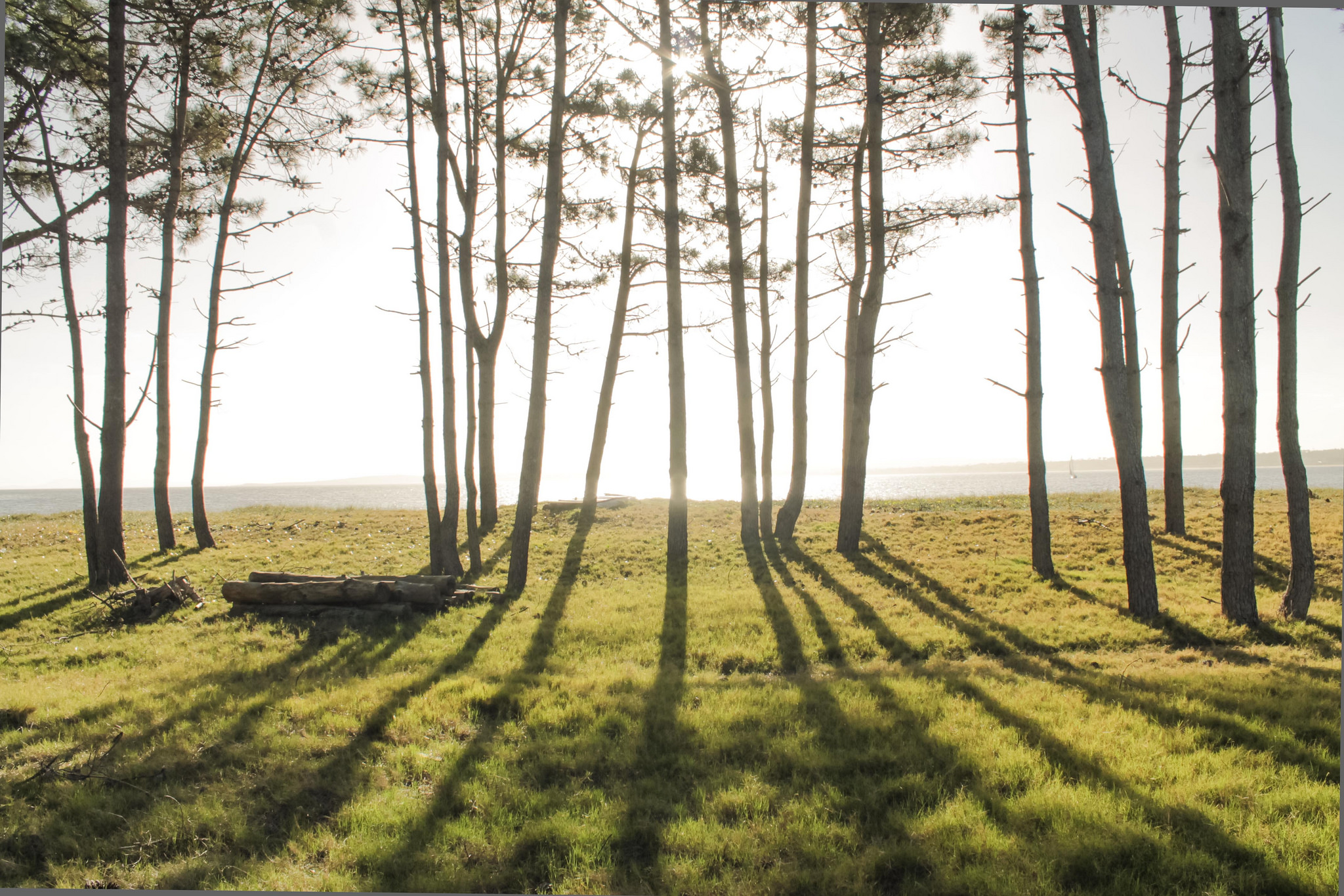 Uruguay, forestación y fábricas de celulosa