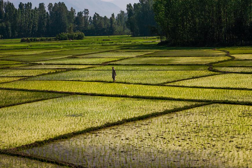 Solicitud de artículos para el número 55 dedicado a Ecologías políticas de la India y el sur de Asia