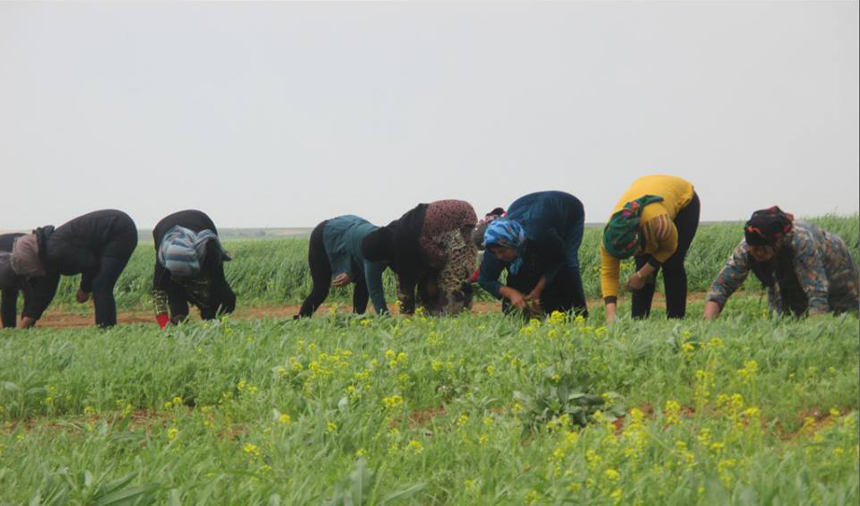 Ecofeminismo en Rojava: hacia la construcción de un modelo alternativo de desarrollo económico en el territorio sirio del Kurdistán