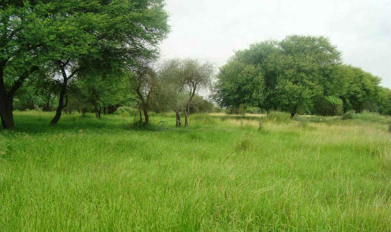 Contradicciones pastoriles en las praderas de Banni en Kachchh, India