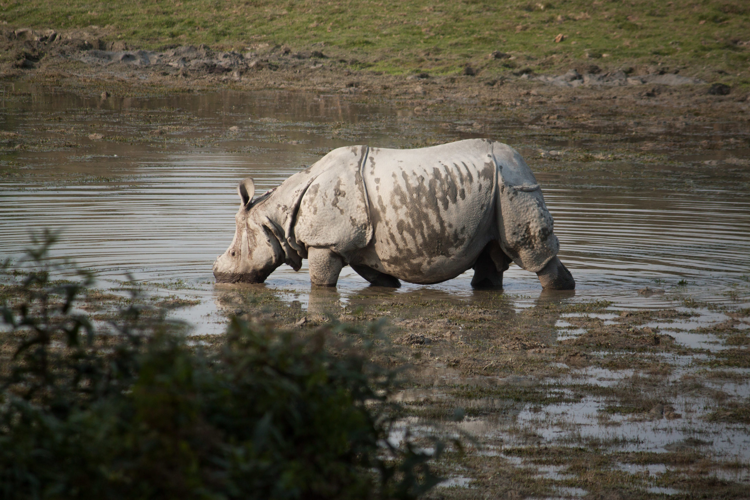 En el nombre del rinoceronte unicornio índico: Un caso de despojo en el Parque Nacional Kaziranga, India