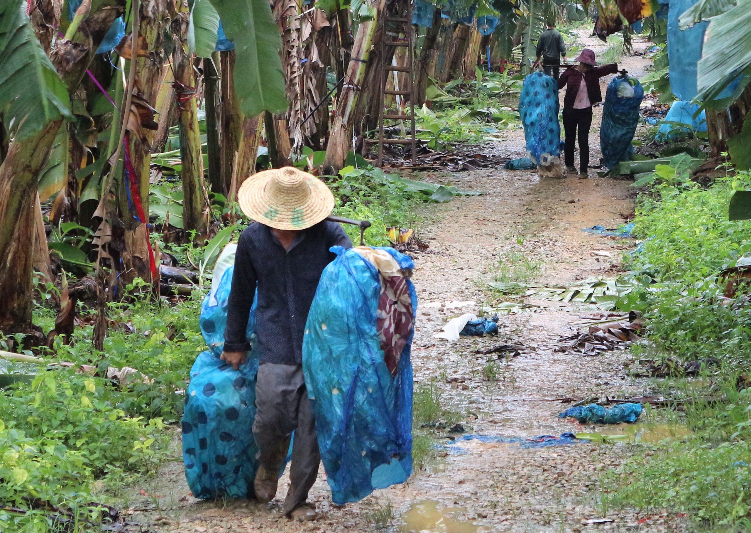 A ‘political fungology’ of China’s booming banana sector