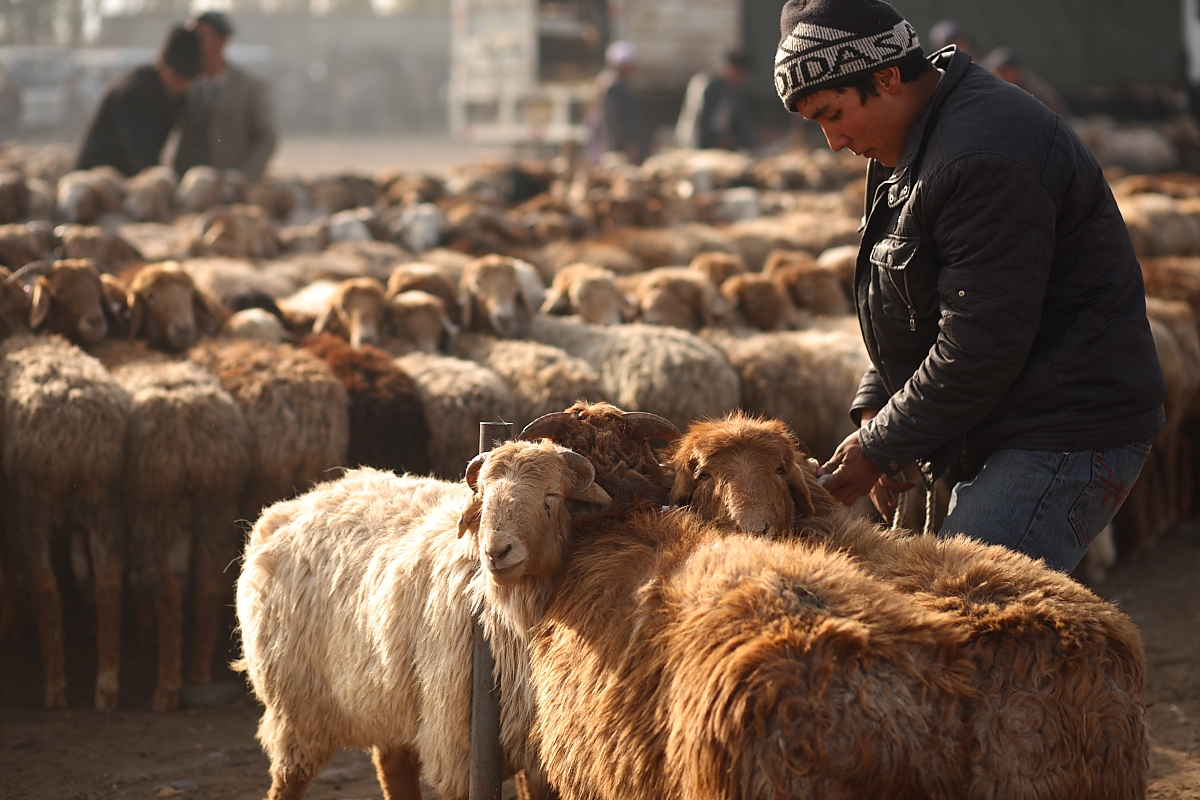 El pastoreo chino en el contexto de la vulnerabilidad socioecológica