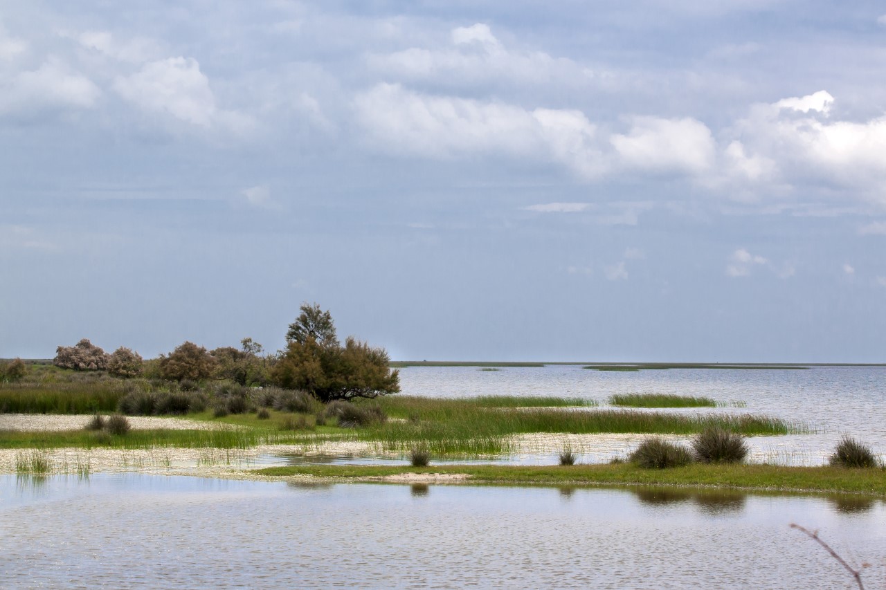 La inalterable escasez de iniciativas agroecológicas en el paisaje agroindustrial de Doñana