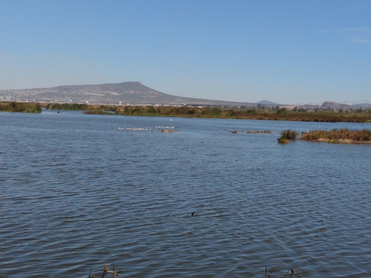 La cancelación del proyecto del Nuevo Aeropuerto Internacional de México (NAIM): resistencia socioambiental en el lago de Texcoco