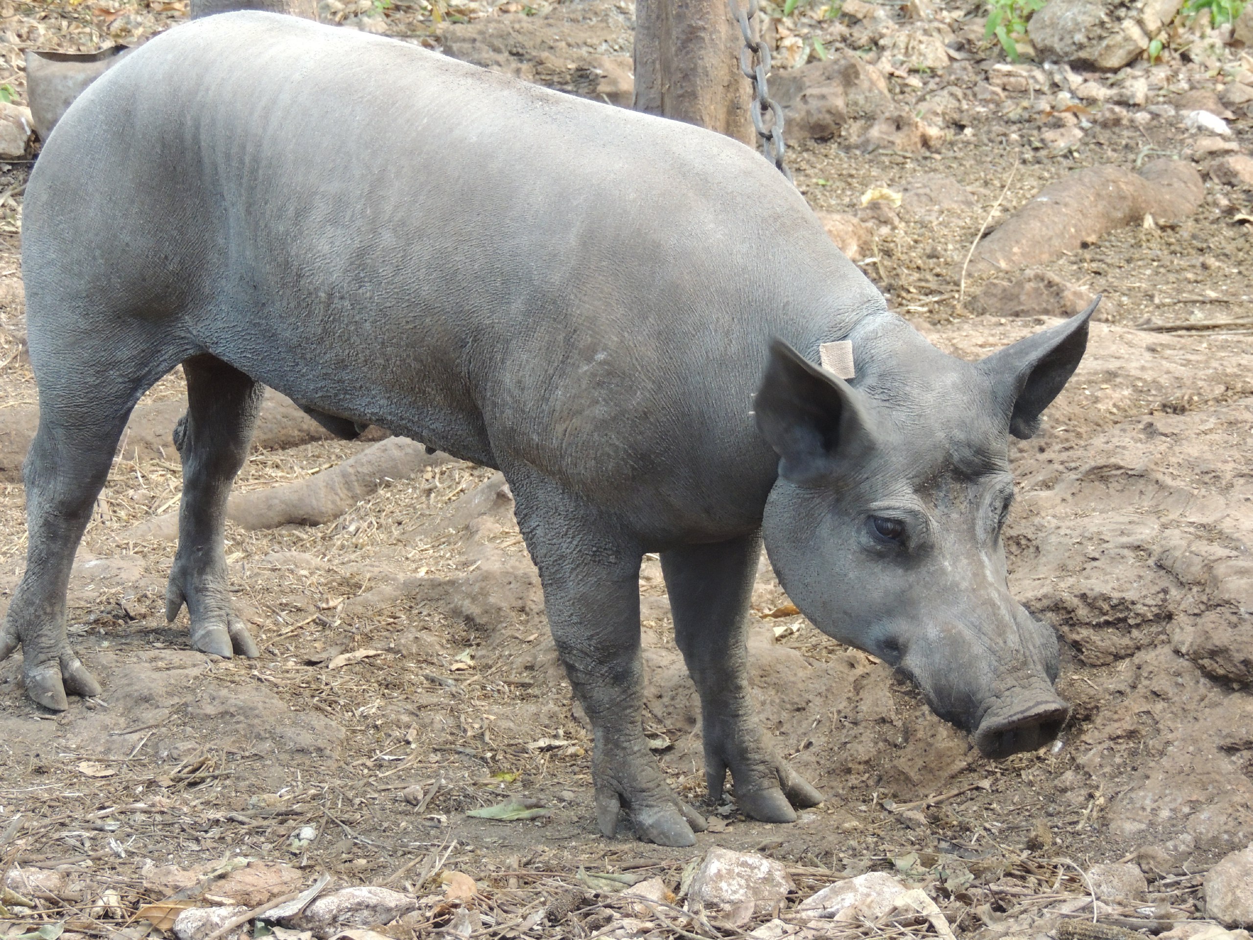 La lucha socioambiental de proyectos alternativos. El caso del cerdo pelón en Yucatán