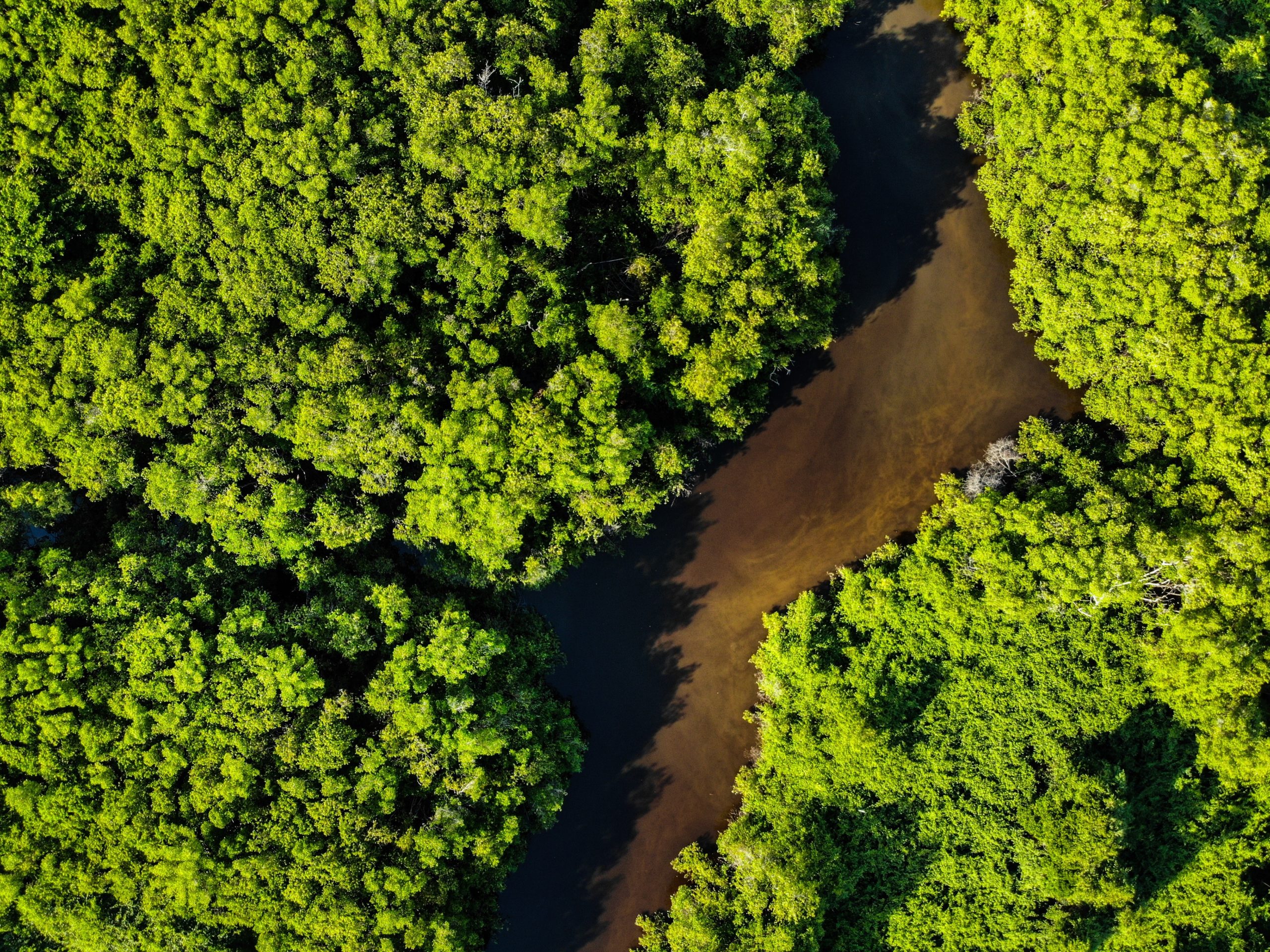 Fundamentos para una economía ecológica y social