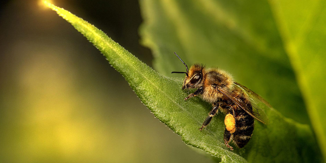 Abejas nativas para reexistir: desalambrar los vínculos con la red de vida de nuestros territorios