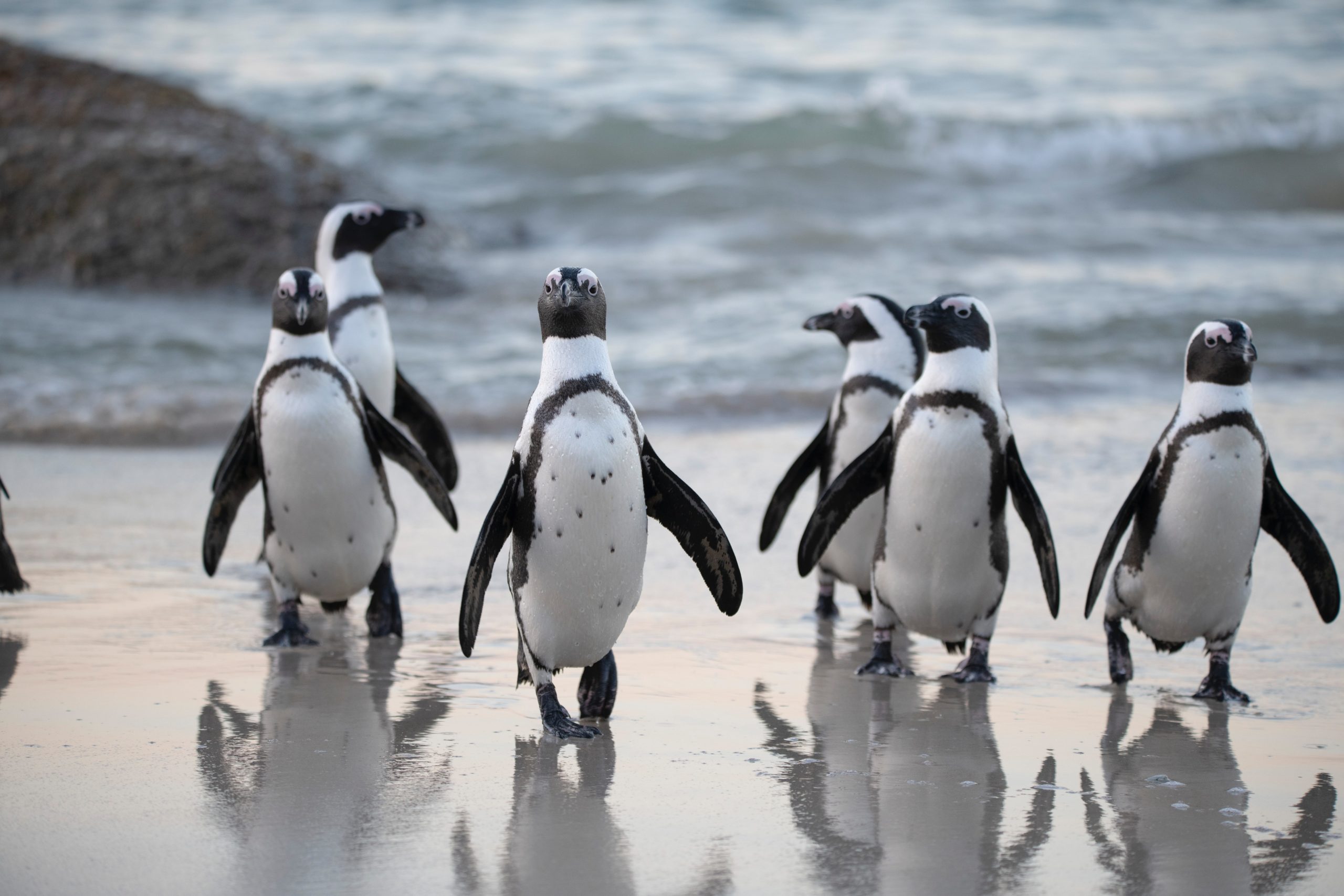 Protección ambiental antártica: limitaciones y desafíos del sistema de áreas protegidas