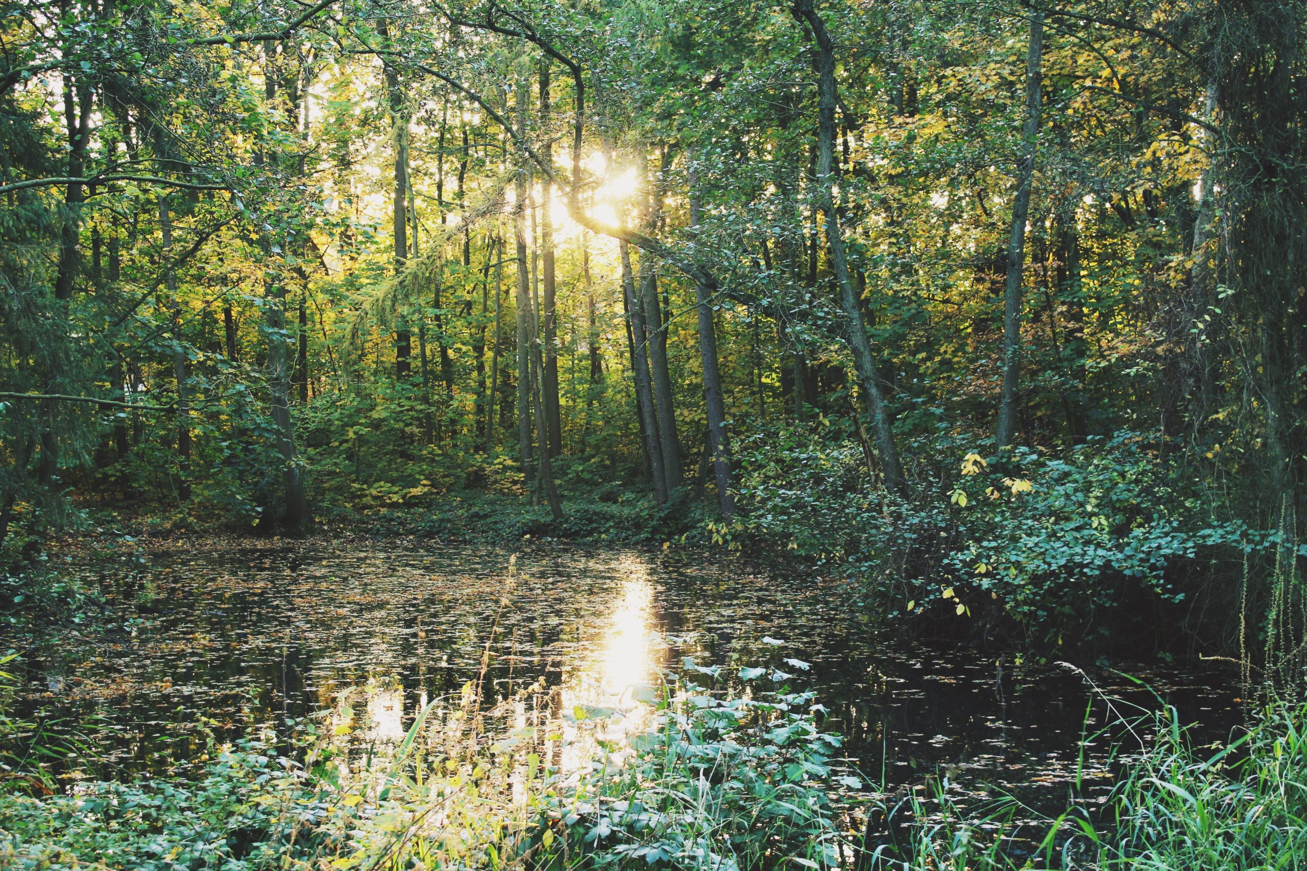 Poética e hidrofeminismos. ¿Cómo nace un bosque de agua?